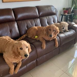 Meet your Posher, Yelli